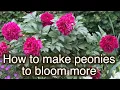 How to make peony plant to produce more flowers