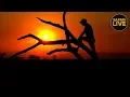 safariLIVE Sunset Safari 10 November 2019