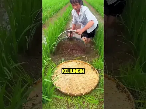 nenek kelilingi ladang dengan bambu tua!#shorts