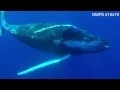 Underwater footage of humpback whales reveals penis extrusion