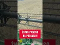 Download Lagu Jak wyglądają żniwa jęczmienia Picasso na Podlasiu? #lgseeds #limagrainpolska