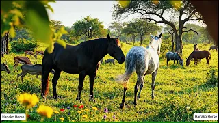 Wild life mixed live in peaceful with horses