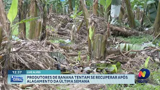 Produtores de banana lutam para se recuperar após alagamento em Luiz Alves