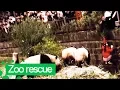 Girl Rescued After She Fell into Panda Enclosure