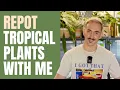 Download Lagu Repotting Tons of Tropical Plants
