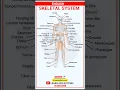 English Skeletal System Learn Human Bones Easily Learn and Success