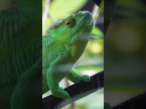 Chameleon π¦π¨