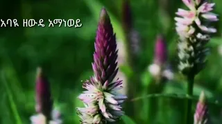 Abayu Zewude አባዩ ዘውዴ አማን ነውይ ደራ 