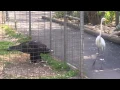 Download Lagu Eagle attacks bird at Featherdale  Wildlife Park, Sydney, Australia