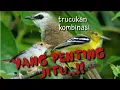 Lagu Suara Pikat Trucukan Kombinasi Paling Jitu