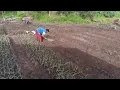 Download Lagu PERLUASAN TANAMAN DAUN BAWANG PAK SUDIWANI