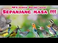 Lagu Suara Pikat Burung Kecil Ribut Paling Jahat Diibukota 😁