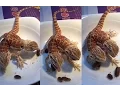 This two-headed lizard uses both mouths for snacking