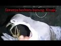 Download Lagu Berburu burung kroak di bulan Ramadhan