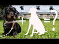 12 Awesome Dachshund Mixes You Won t Belie Dachshund Cross Breeds