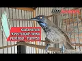 Download Lagu SUARA PANCINGAN BURUNG TEPUS TUNGGIR MERAH GACOR COCOK UNTUK MASTERAN #tepustunggirmerah