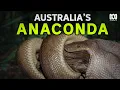 Giant Australian Snake Tracking Down Pilbara Olive Pythons