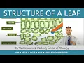 Structure of a leaf - GCSE Biology 9-1