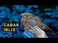 Download Lagu Burung Cabak. Burung Malam