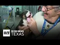 Dallas Animal Services launches free pet adoptions for holiday season