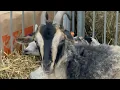New Hampshire Sheep Wool Festival 26