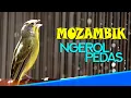 Download Lagu Mozambik Gacor Ngerol pedas | cocok buat masteran