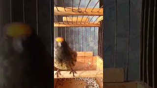 أجمل تغريد لطائر بسبوس أحمر الجبهة 