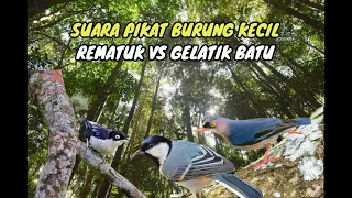 suara pikat burung rambatan paruh merah kombinasi rambatan doraemon loreng gelatik batu mp3