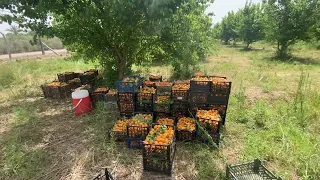 شجرة المشمش          نظرة عامة والبيئة الملائمة دندنها