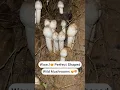 Download Lagu Perfect shaped wild mushrooms 😍😍🍄‍🟫 Wow..!😍🍄