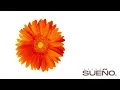 Sueño (Afro House) - KASHO ft. Fonseca