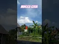 Download Lagu minggu ceria #shorts #music #blora