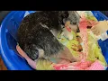 Australia Cattle Dog Miniature Snow Give Birth To 10 Beautiful Puppies Part 1