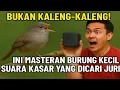Download Lagu Bukan Kaleng Kaleng! Ini Masteran Burung Kecil Suara Kasar yang Dicari Juri
