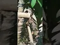 Download Lagu 😭duuuuuuuuuh burung e leepaassss😭 gara gara sibuk bikin video jadi gak ketangkap deh ....