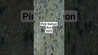 Chilliwack River BC Pink Salmon Run 2025  #fishing