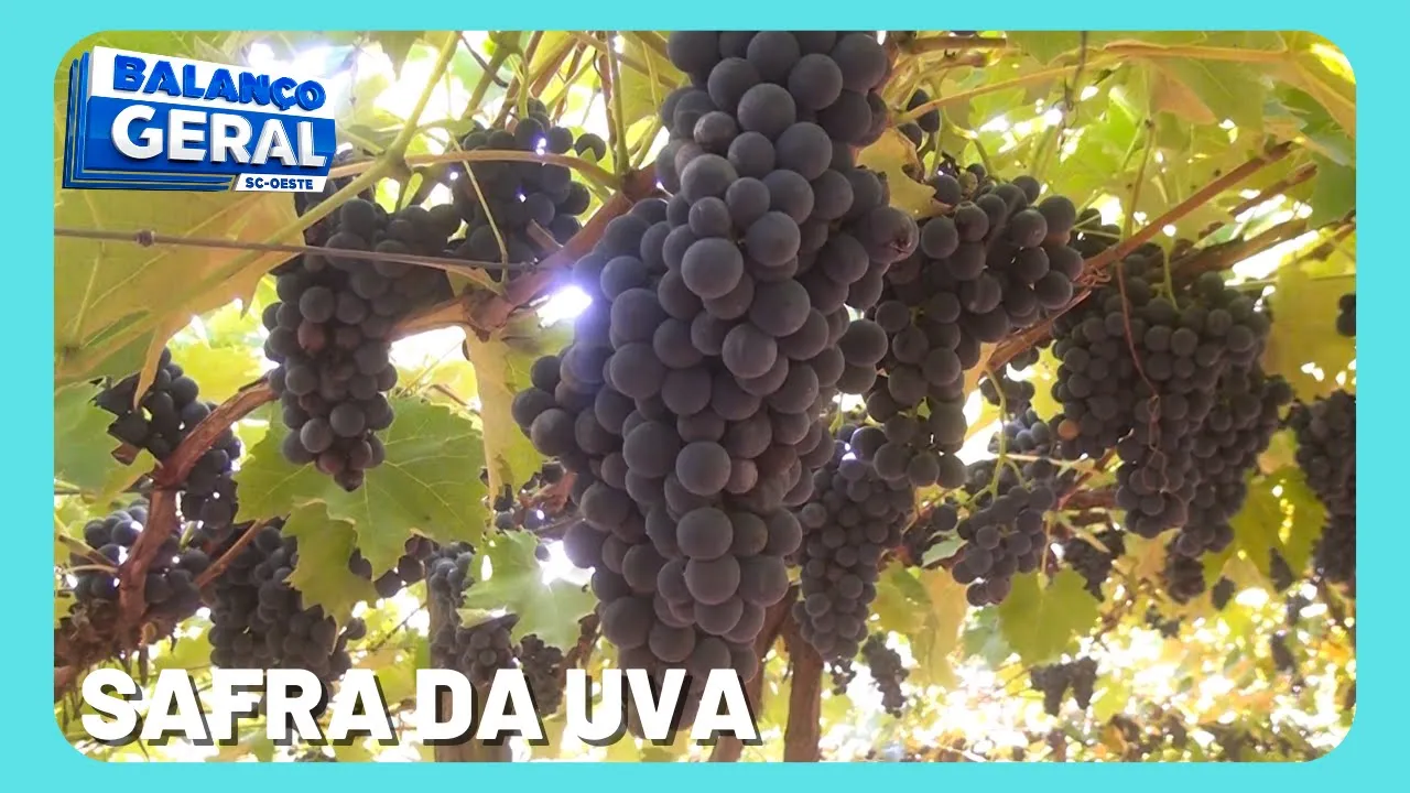 Começa a colheita da uva e a expectativa da safra é de 35 mil toneladas
