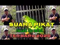 Download Lagu SUARA PIKAT CUCAK IJO MINI TERBARU 2020 MP3