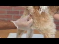How to Express Dog s Anal Glands - Veterinarian Recommended Way GRAPHIC