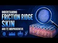 Understanding Friction Ridge Skin and Its Morphogenesis Fingerprint Formation Explained IICSF