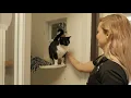 Cat Boarding - Jacksonville Pawville