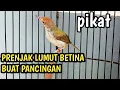 Download Lagu SUARA PRENJAK LUMUT BETINA UNTUK PANCINGAN \u0026 PIKAT AMPUH