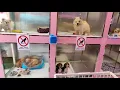 Pets Shop In Dubai - 0528111169