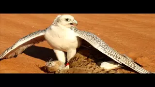 ياخفق قلب  ي دندنها