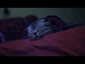 WABI TV5 Primetime News - Primetime Sleepy Cat