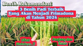 Download 3 Best Rice Seeds That Will Become Excellent in 2024 MP3