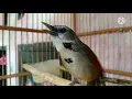 Download Lagu burung tepus pipi perak gacorr