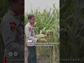 Download Lagu Panen jagung manis di Kec. Cempaka Kota Banjarbaru. #polresbanjarbaru #swasembadapangan