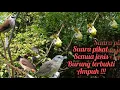 Download Lagu suara pikat kombinasi pelanduk semak trucuk kutilang kejepit ampuh untuk memikat semua jenis burung