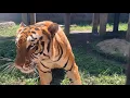 Lagu Suara Harimau